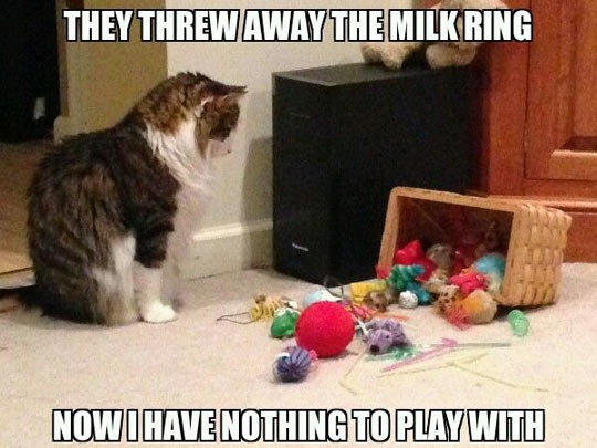 The best of first-world cat problems…