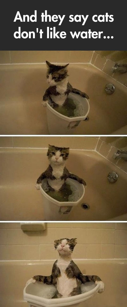 A very peculiar cat…