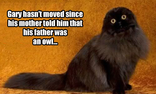Owl cat…