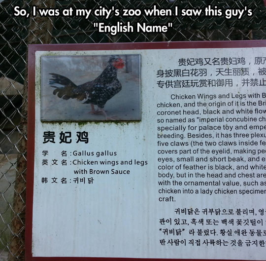 funny-chicken-brown-sign-zoo
