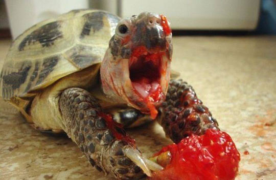 This turtle really loves raspberries…