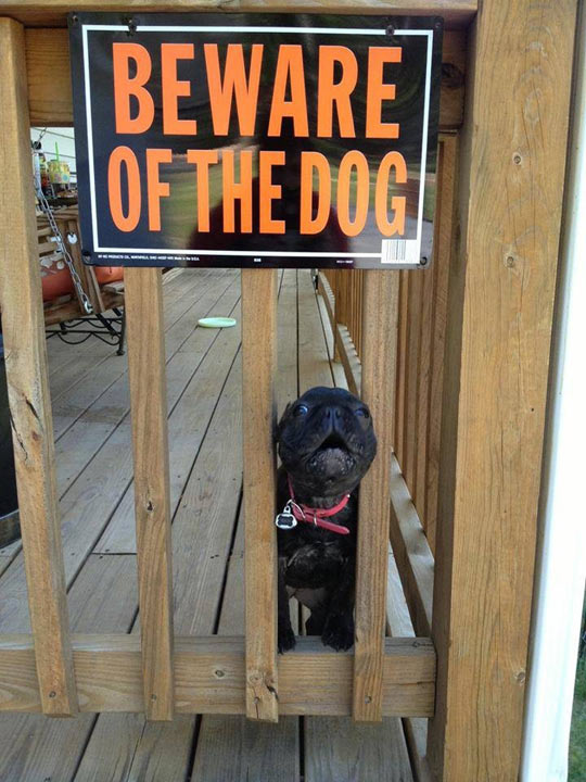 Don’t step on the dog…