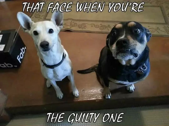 funny-dog-faces-guilty-sad