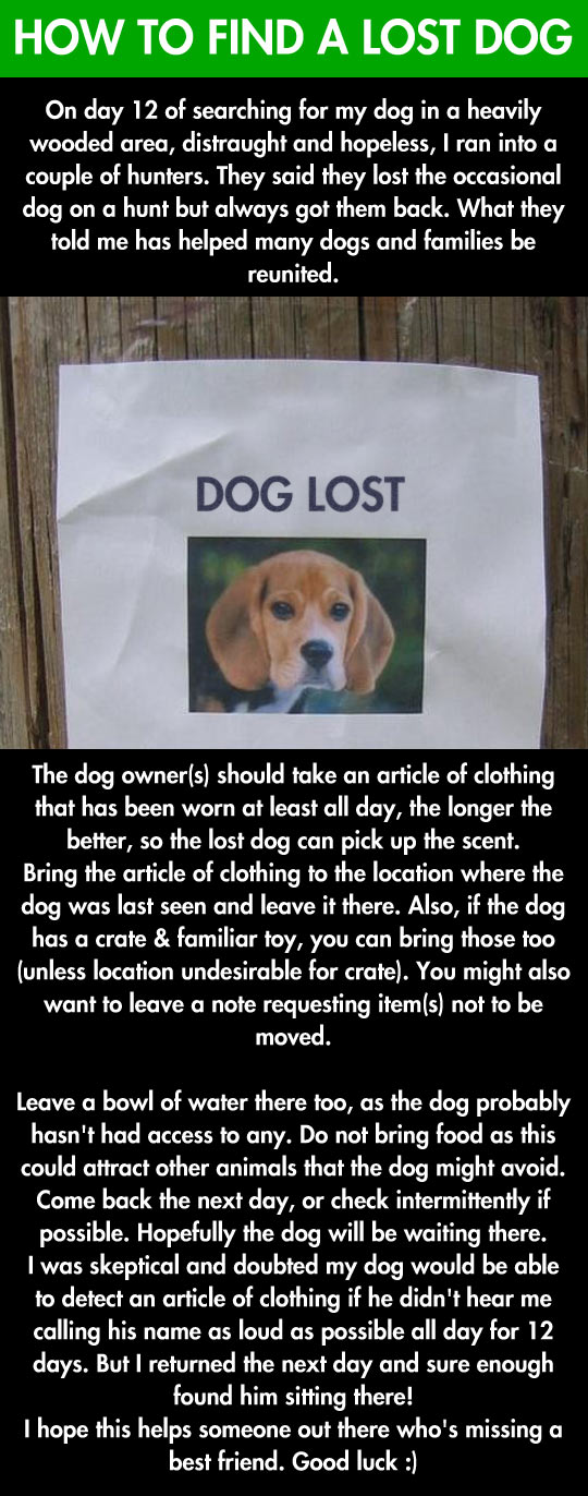 If you lost your dog this is going to help you…