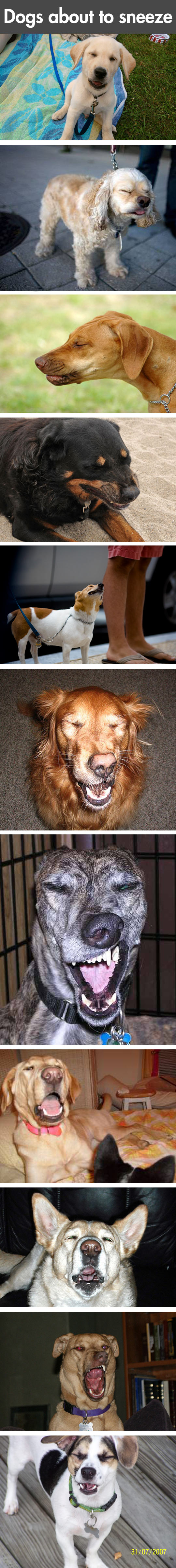 funny-dogs-sneeze-photo-cute