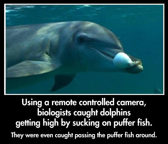 funny-dolphin-high-camera-getting
