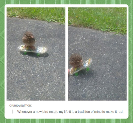 funny-duck-bird-skate-street-grass