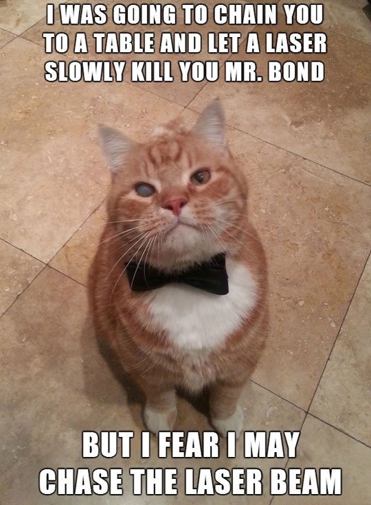 funny-evil-cat-James-bond-laser