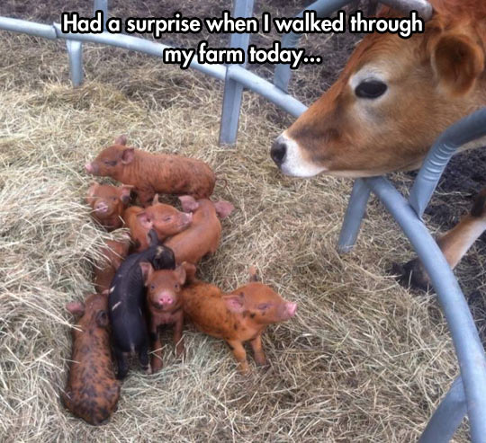 Surprise farmer…