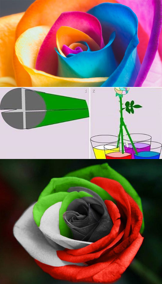 funny-flower-multi-color-petal-rose