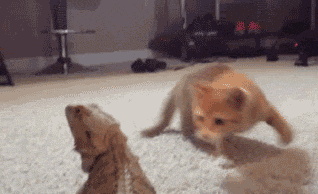 funny-gif-cat-scared-lizard-jumping