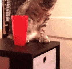 funny-gif-cat-throwing-glass
