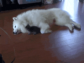 funny-gif-dog-kitty-playing-friends-cute