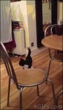 Crazy jumping cat...