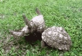 Tortoise brotherhood...