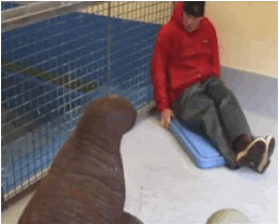 funny-gif-walrus-caretaker-cage-snuggle