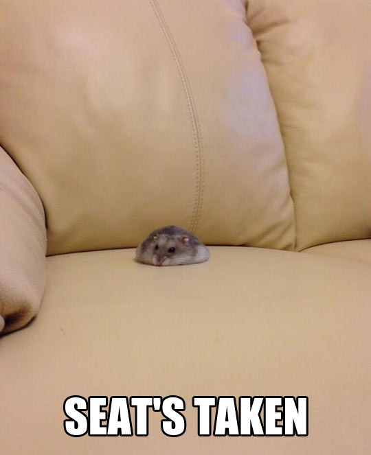 funny-hamster-sitting-sofa