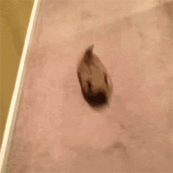 funny-little-dogs-puppets-running