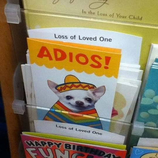 funny-loss-card-chihuahua-sombrero