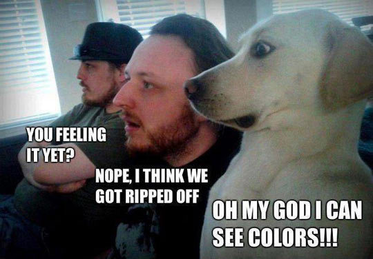 funny-men-dog-tripping-colors