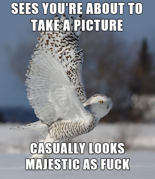 A ridiculously photogenic owl…