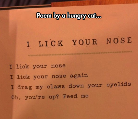 Hungry cat poem…