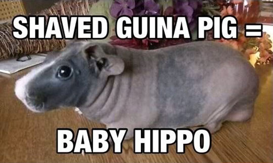 Like a baby hippo…