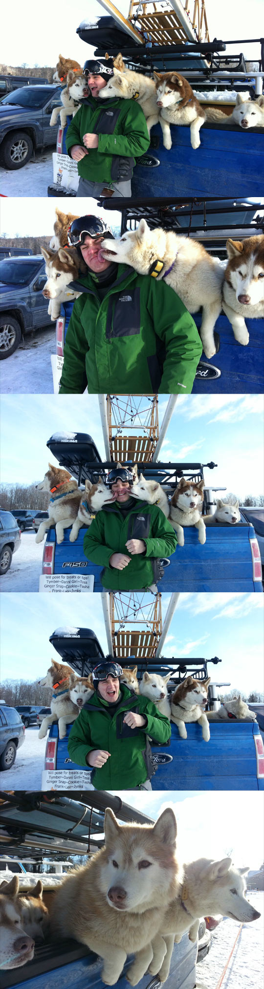 funny-sled-dog-Husky-licking-truck