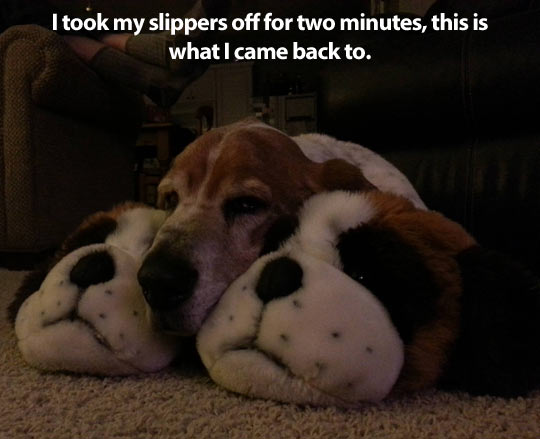 funny-slippers-dog-sleeping-shape