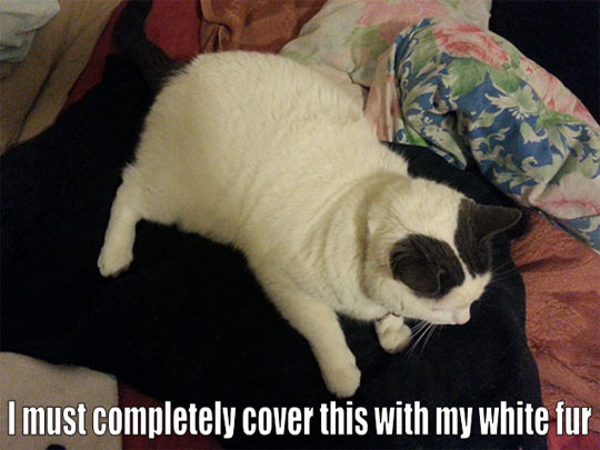funny-white-kitten-black-fur