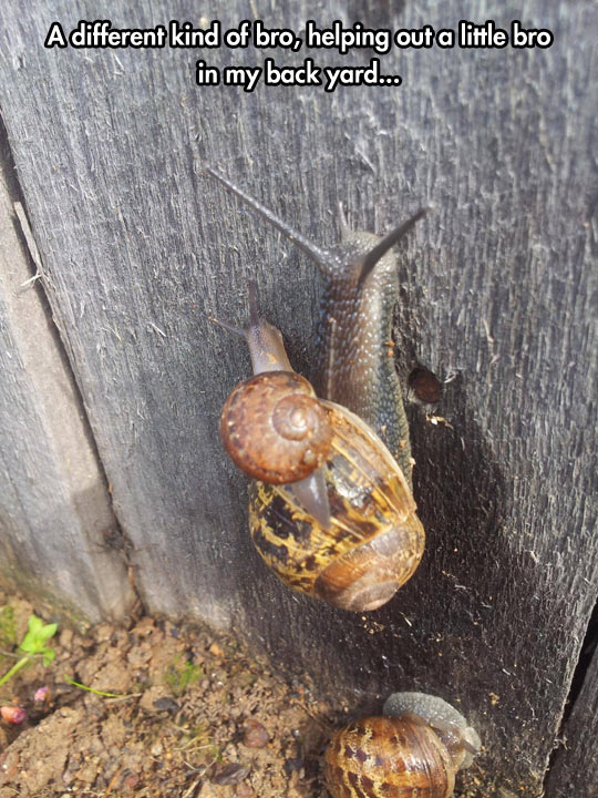 Snails need bros too