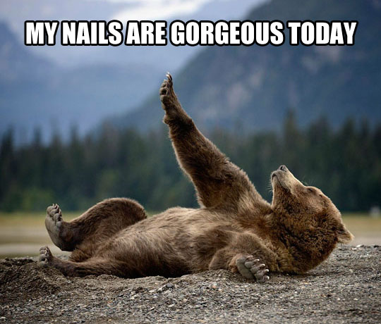 cool-bear-forest-waking-up-ground
