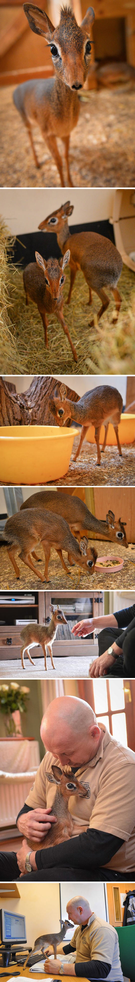 Dik-Dik, the smallest antelope…