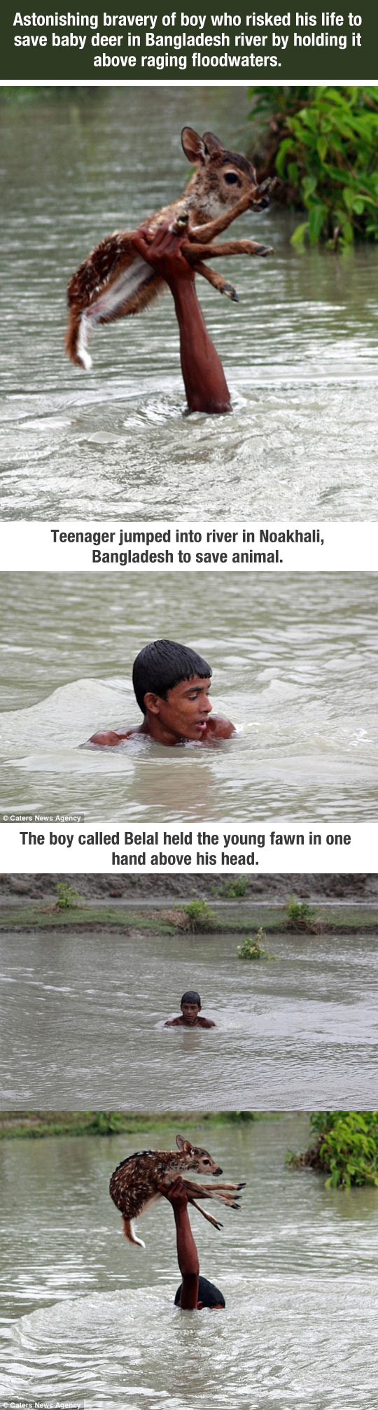 Boy risked his life to save baby deer...