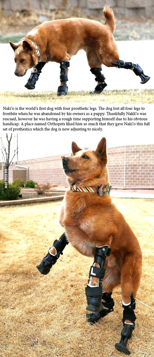Nakli’o, the world’s first dog with four prosthetic legs…