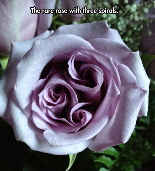 A very unique rose…
