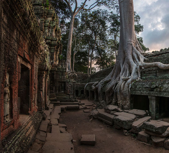 cool-ruins-giant-tree-growing-temple