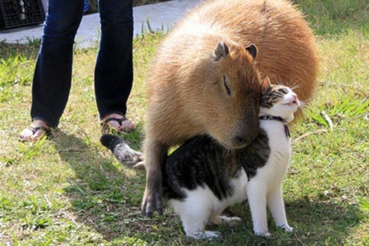 cute-capybara-cat-animal-love-friends