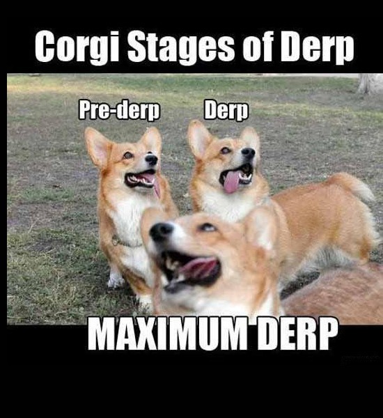 derp-dogs-funny-1
