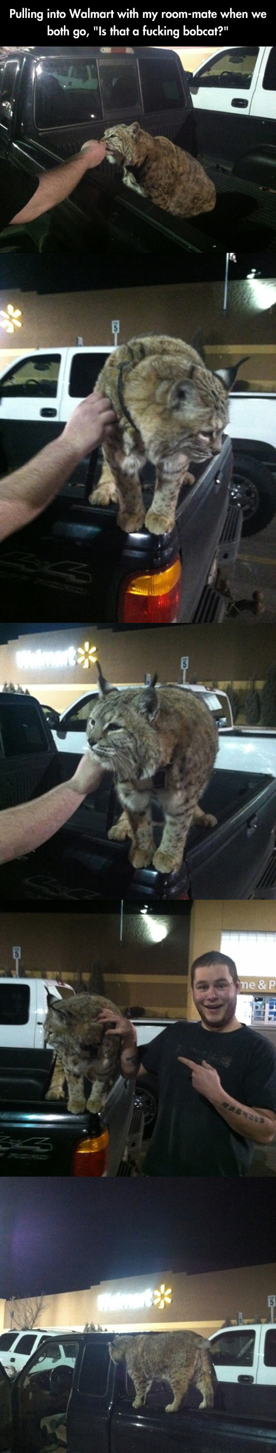 funny-Bobcat-Walmart-parking-truck