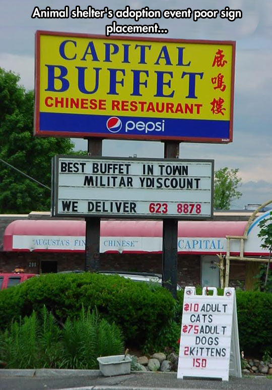 funny-Capital-adoption-Buffet-cat-dogs
