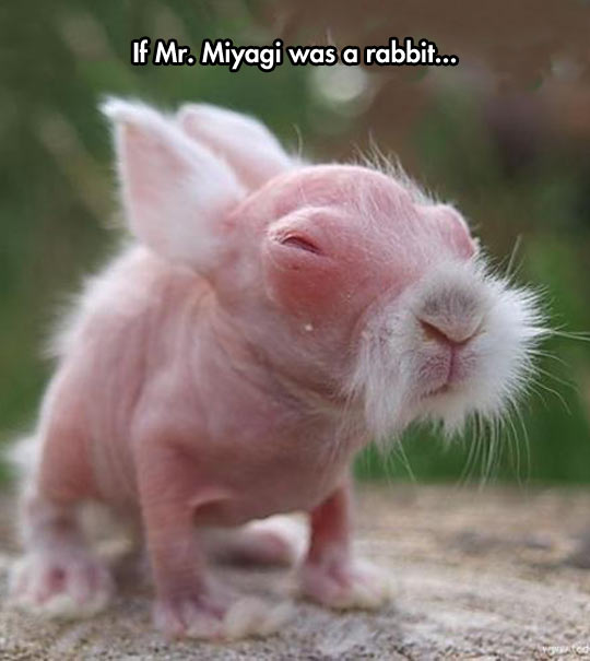 funny-Mr-Miyagi-baby-rabbit-newborn