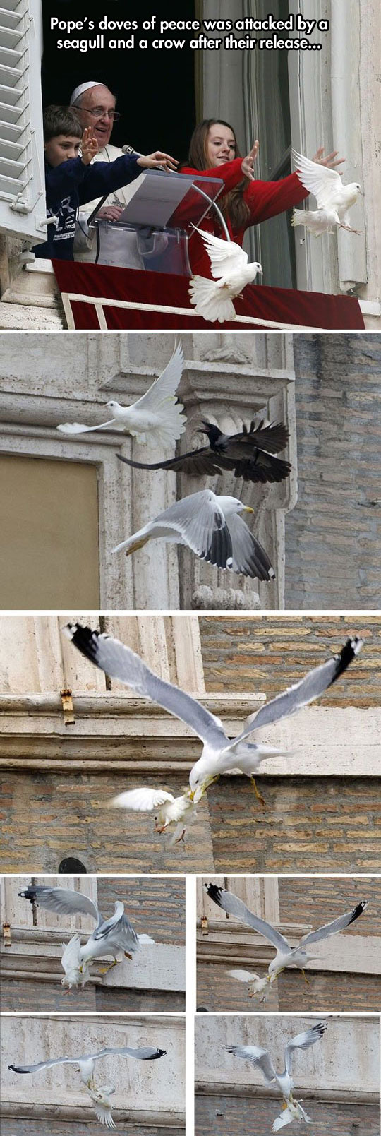 That seagull is a real bird of pray…