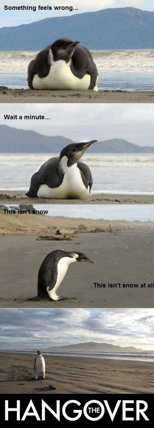 funny-The-Hangover-penguin-sand-snow-joke