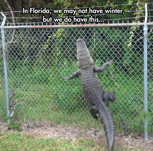 funny-alligator-climbing-fence-forest