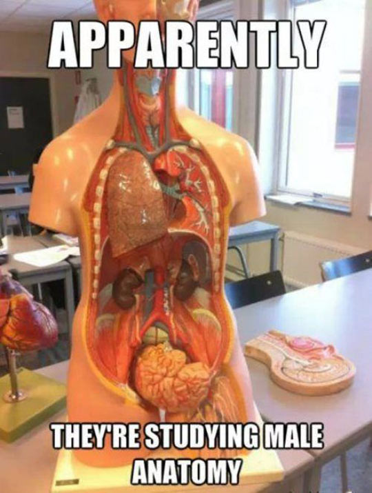 funny-anatomy-male-toy-brain