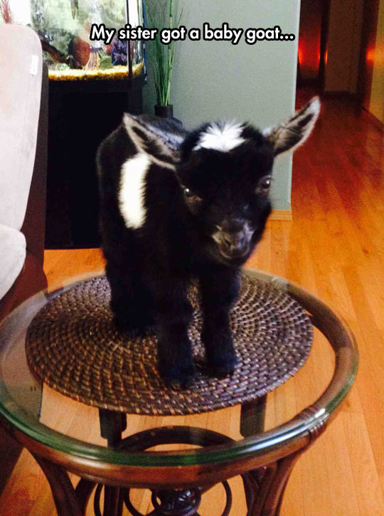 Tiny baby goat…