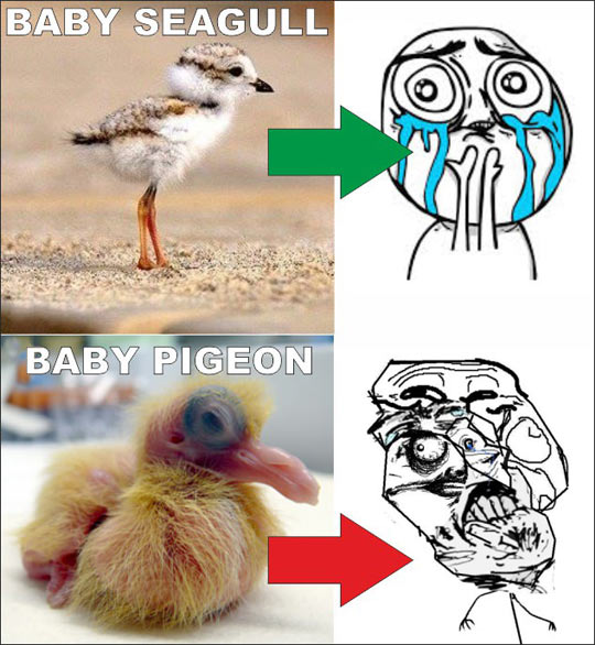 funny-baby-seagull-pigeon-beauty