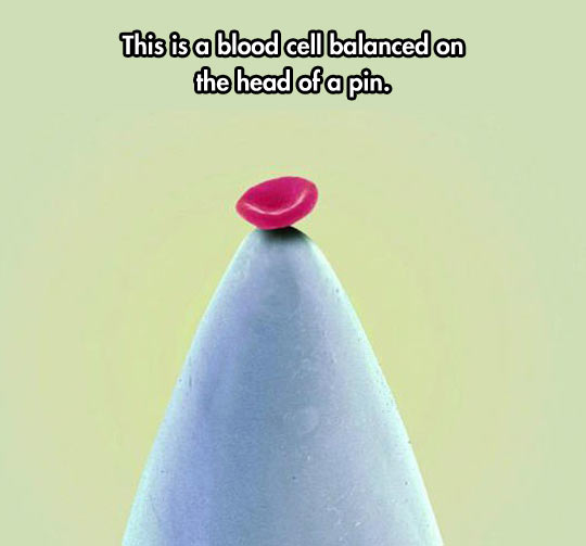 funny-blood-cell-pin-head