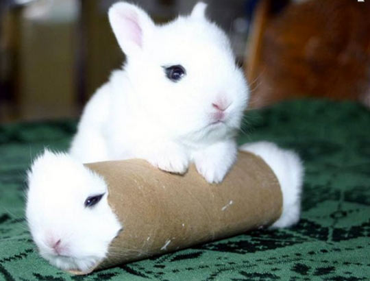 Real bunny roll…